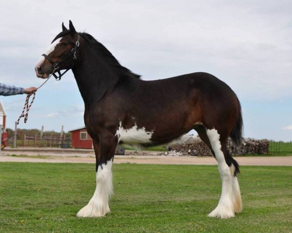 horse Northrich Miss Madalyn (Clydesdale, 2015, from Mistyland Jinx)