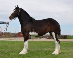 Pferd Northrich Miss Madalyn (Clydesdale, 2015, von Mistyland Jinx)