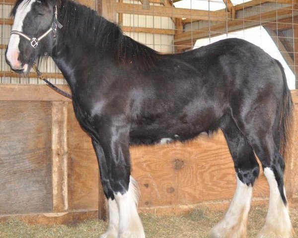 Pferd Northrich Deuce (Clydesdale, 2017, von Mistyland Jinx)