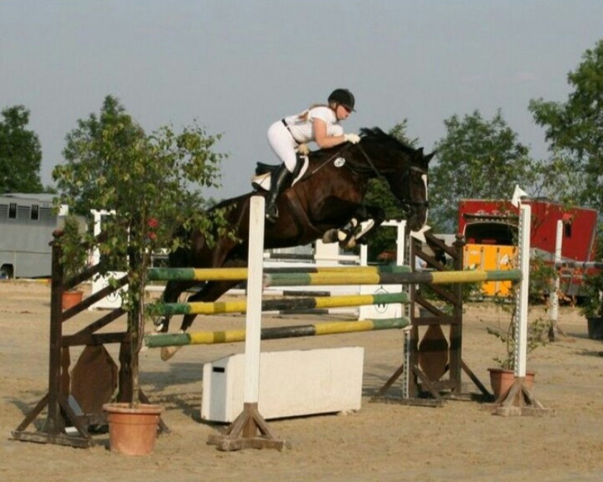broodmare Peerless (Westphalian, 2002, from Pik Labionics)