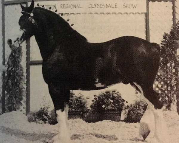 Deckhengst Northland's Black Defender (Clydesdale, 1985, von ETF Perfect Contentment)