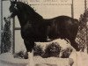 stallion Northland's Black Defender (Clydesdale, 1985, from ETF Perfect Contentment)