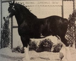 stallion Northland's Black Defender (Clydesdale, 1985, from ETF Perfect Contentment)