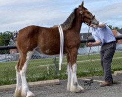 horse North Stream Miss Adele (Clydesdale, 2016, from Cristal's Moses)