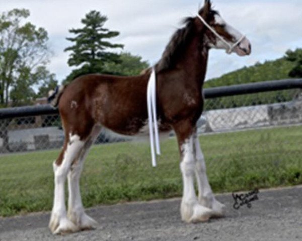 horse North Stream Miss Angel (Clydesdale, 2016, from Cristal's Moses)