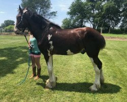 Pferd North Stream Baxter (Clydesdale, 2017, von Cristal's Moses)