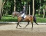 dressage horse Sharon 160 (Mecklenburg, 2007, from Sancisco)