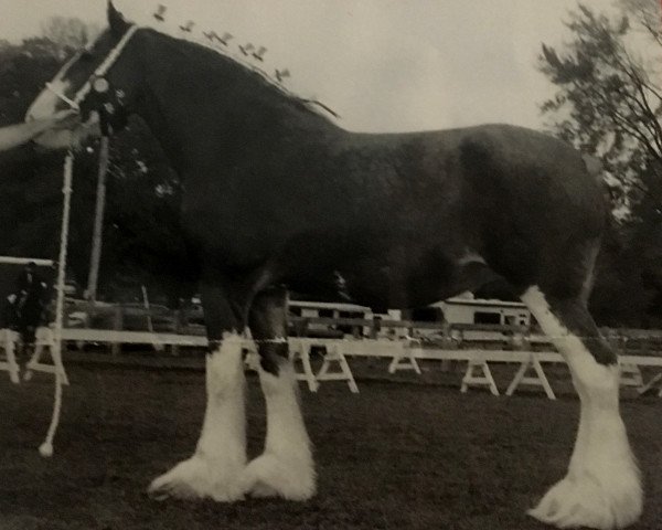 broodmare North Ridge Heidi (Clydesdale, 1994, from Ayton Final Command)