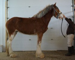 horse North Country Stepping Out (Clydesdale, 2011, from Freedom Majestic Step Above)