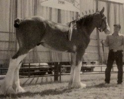 horse North Country King (Clydesdale, 1997, from Croydon Aristocrat)