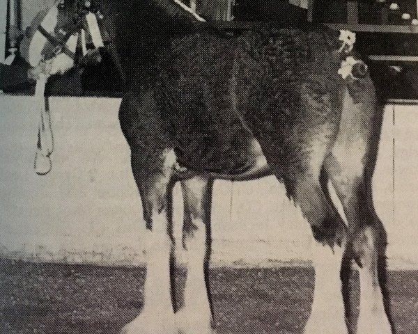 Deckhengst Niatros Sir James (Clydesdale, 1986, von Benedictine Niatros)