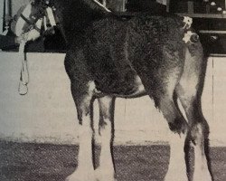 stallion Niatros Sir James (Clydesdale, 1986, from Benedictine Niatros)