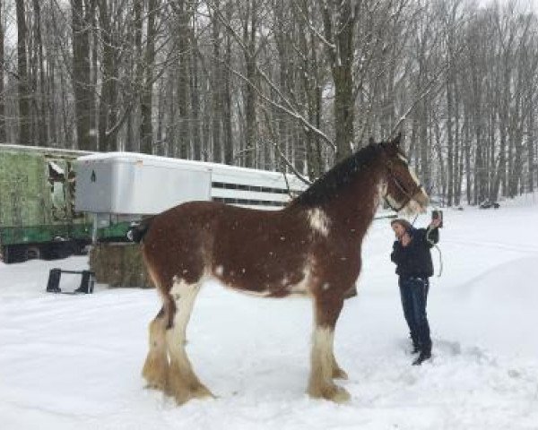 Pferd New Milleniums Little Princess (Clydesdale, 2011, von Greenwood Farms New Millenium)