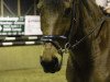 dressage horse Niger (unknown, 2010)