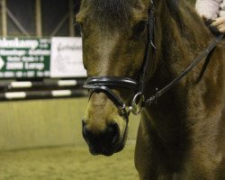 dressage horse Niger (unknown, 2010)