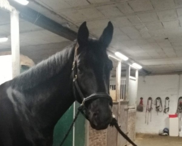 dressage horse Rubino 95 (Oldenburg, 2013, from Rubin Royal)