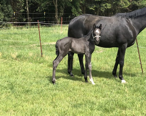 broodmare Roxane‘s Dream (Hanoverian, 2020, from Rotspon)