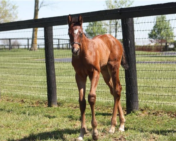 horse Stute von Justify xx (Thoroughbred, 2020, from Justify xx)