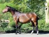 broodmare German Wings (Hanoverian, 2008, from Gribaldi)