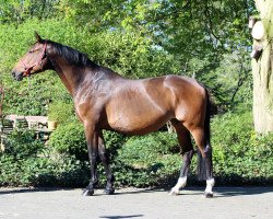 broodmare German Wings (Hanoverian, 2008, from Gribaldi)