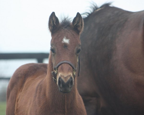 horse Stute von Bolt d´oro xx (Thoroughbred, 2020, from Bolt D´oro xx)