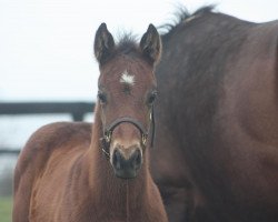 Pferd Stute von Bolt d´oro xx (Englisches Vollblut, 2020, von Bolt D´oro xx)