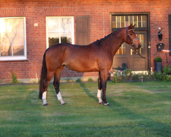 dressage horse Fiona 611 (Hanoverian, 2014, from Fidertanz)