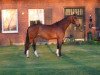 dressage horse Fiona 611 (Hanoverian, 2014, from Fidertanz)