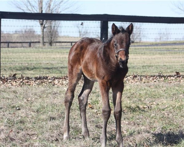 horse Stute von Uncle Mo xx (Thoroughbred, 2020, from Uncle Mo xx)