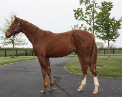 horse Hengst von Carpe Diem xx (Thoroughbred, 2019, from Carpe Diem xx)