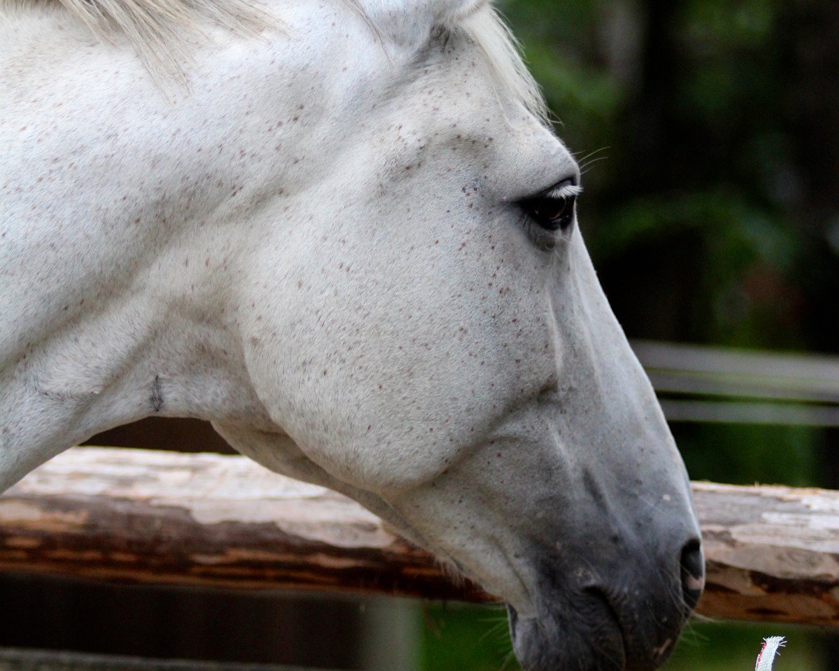 broodmare Luna (Austrian Warmblood, 1993, from Diamant)