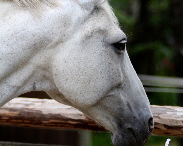 Zuchtstute Luna (Österreichisches Warmblut, 1993, von Diamant)