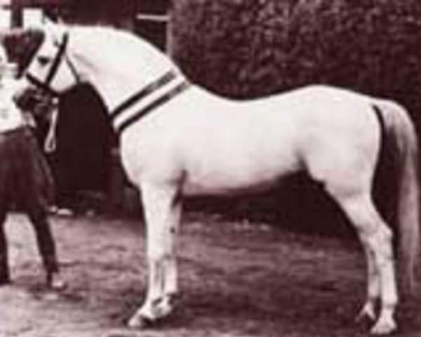 Deckhengst Zadaran ox (Vollblutaraber, 1936, von Prince Nejd ox)