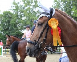 Springpferd Luca K. (New-Forest-Pony, 2008, von Poppings Macho)