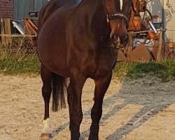 broodmare Daisily (Hanoverian, 2001, from Dacaprio)