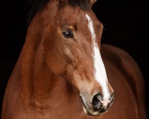 Zuchtstute Pioletta W CH (Schweizer Warmblut, 2003, von Jilling Pierre CH)