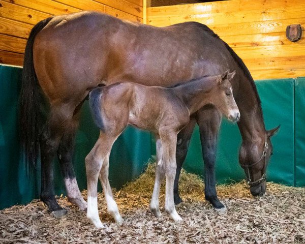 horse Hengst von Into Mischief xx (Thoroughbred, 2020, from Into Mischief xx)