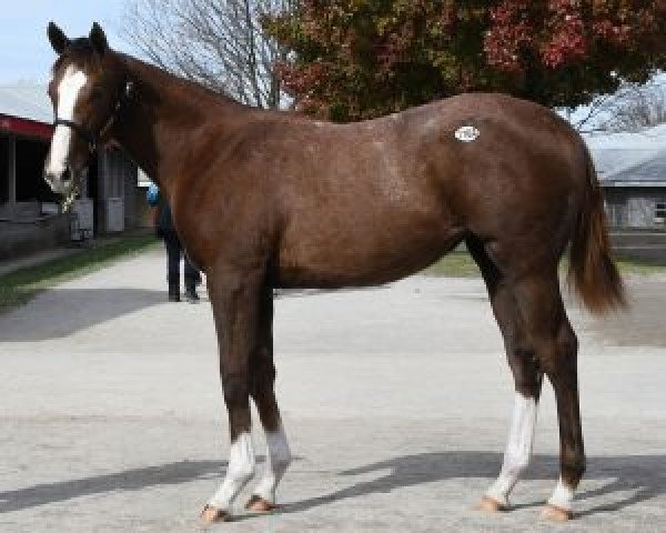 horse Stute von Tapit xx (Thoroughbred, 2018, from Tapit xx)