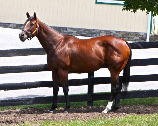 broodmare La Verdad xx (Thoroughbred, 2010, from Yes Its True xx)