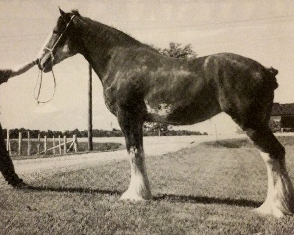 Zuchtstute New Dawn of Bear's Meadow (Clydesdale, 1994, von Ayton Final Command)