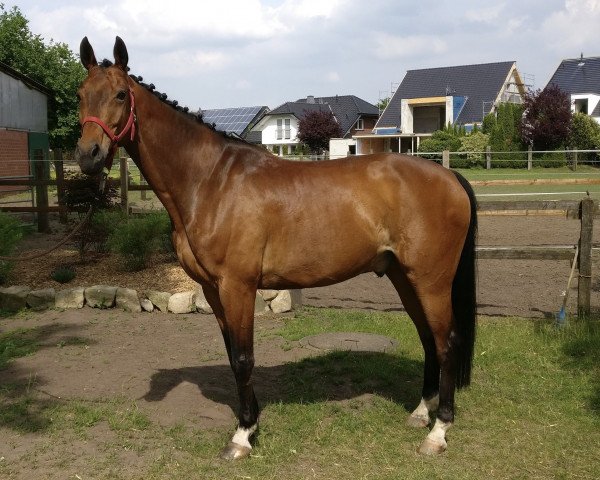 jumper Domingo 643 (Hanoverian, 2008, from Daddy Cool)