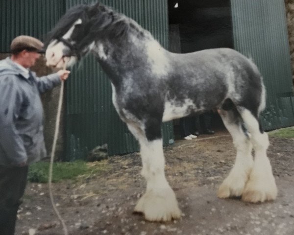 stallion Doura Magnificent (Clydesdale, 1976, from Melbourne Royal Ideal)