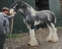 Deckhengst Doura Magnificent (Clydesdale, 1976, von Melbourne Royal Ideal)