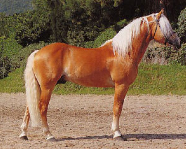 stallion Antinor (Haflinger, 1992, from 1338 Afghan II)