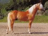horse Antinor (Haflinger, 1992, from 1338 Afghan II)