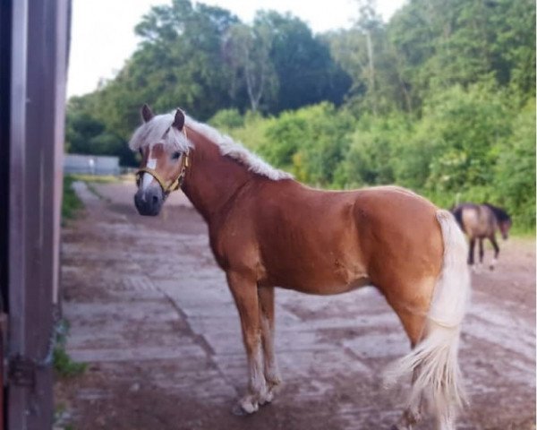 horse Ernesto (Haflinger, 2017, from Amerigo)