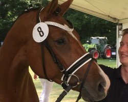 jumper Lütte Deern 11 (Oldenburg show jumper, 2016, from Lordanos)