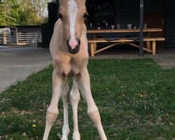 dressage horse Donna Jamie (German Riding Pony, 2020, from Don Amore)