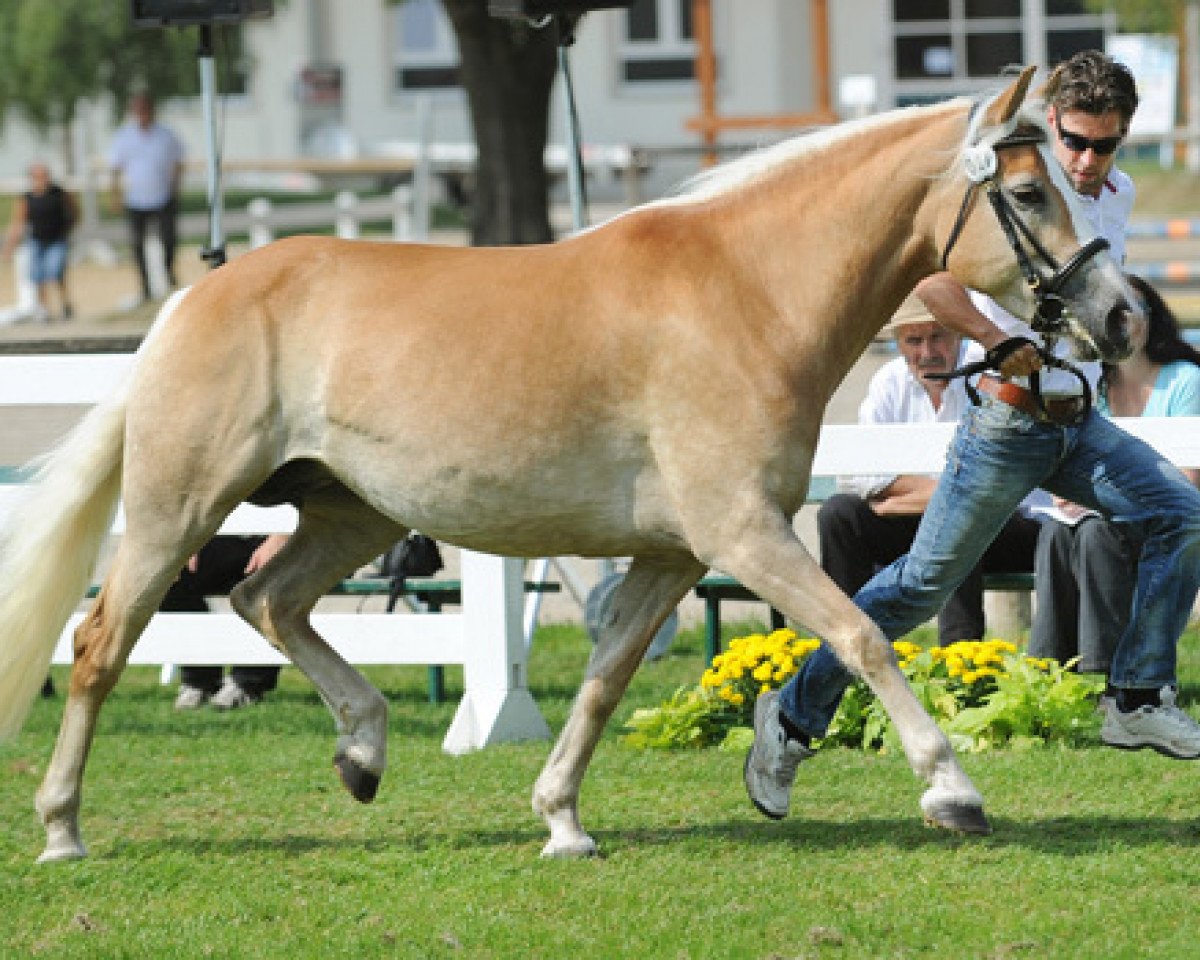 broodmare Ala Princess (Haflinger, 2007, from liz. 101/T Amadeus)