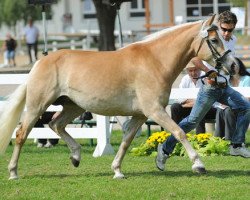 Zuchtstute Ala Princess (Haflinger, 2007, von liz. 101/T Amadeus)